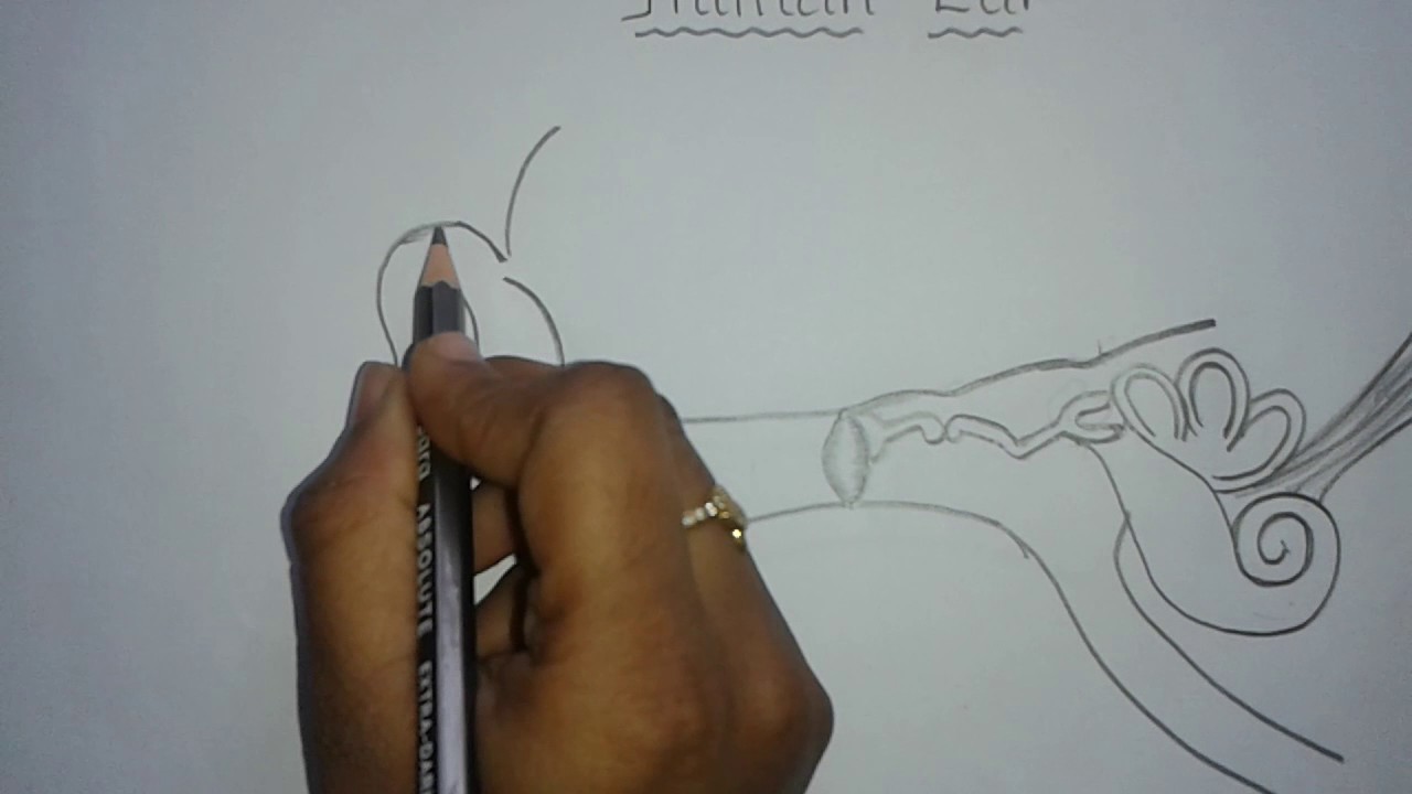 1280x720 Easy Way To Draw Human Ear