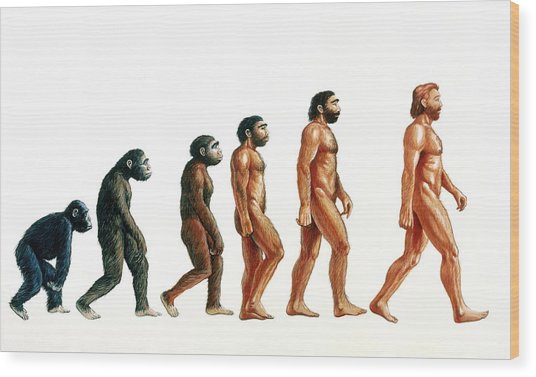 536x377 Stages In Human Evolution Photograph By David Gifford