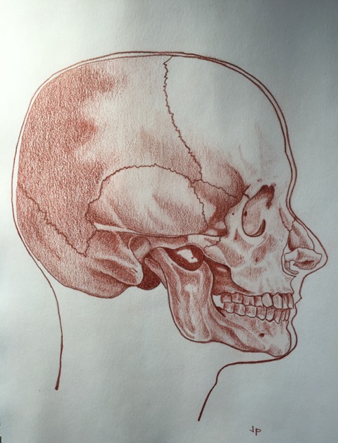 480x628 Anatomy Drawing Skills In Doctor's Practice