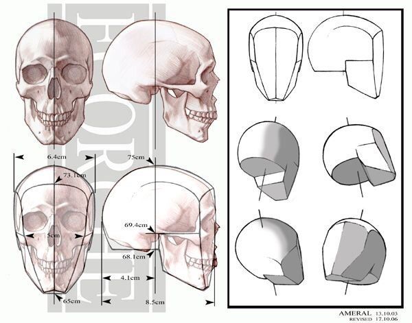 600x471 Anatomy Anatomy
