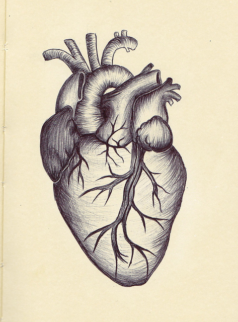 Human Heart Anatomy Drawing at GetDrawings.com | Free for personal use