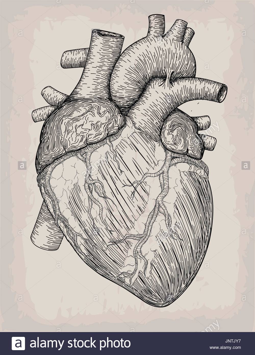 1000x1390 Human Heart Hand Drawn. Anatomical Sketch. Medicine, Vector Stock