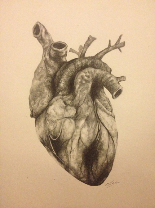 500x667 Drawing The Heart Human Heart, Anatomy And Heart Art