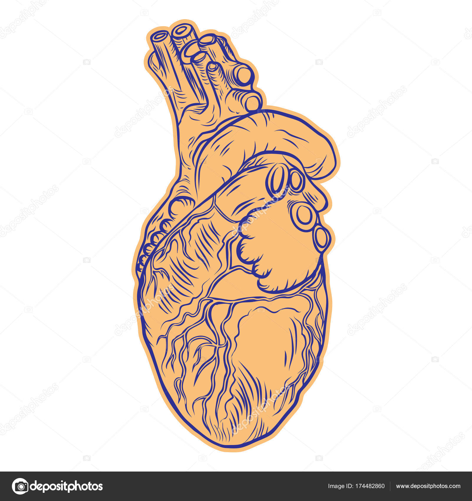 1600x1700 Realistic Human Heart Drawing. Stock Vector Goldenshrimp