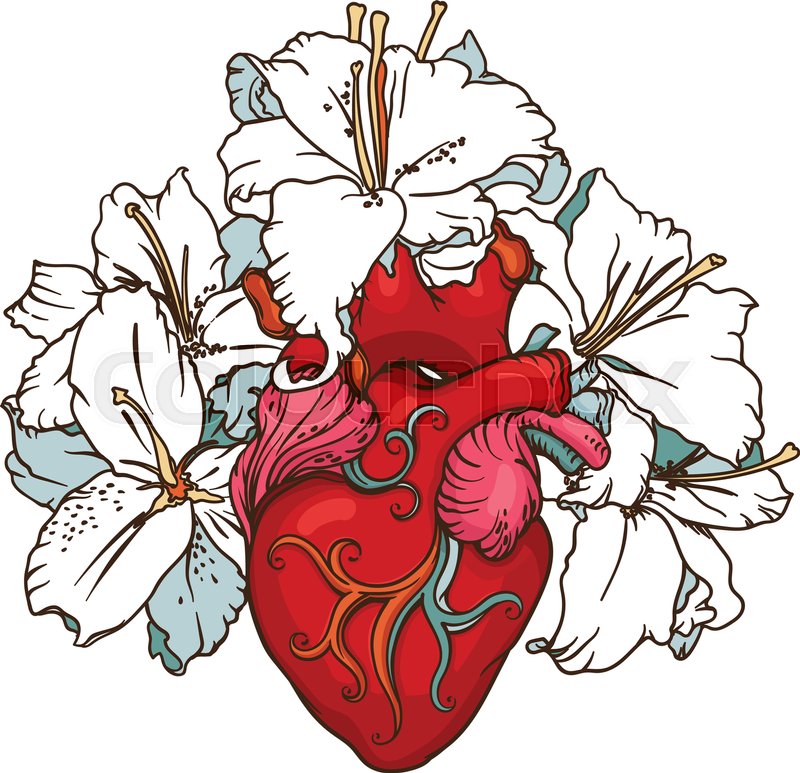 800x773 Stylized Anatomical Human Heart Drawing. Heart With White Lilies