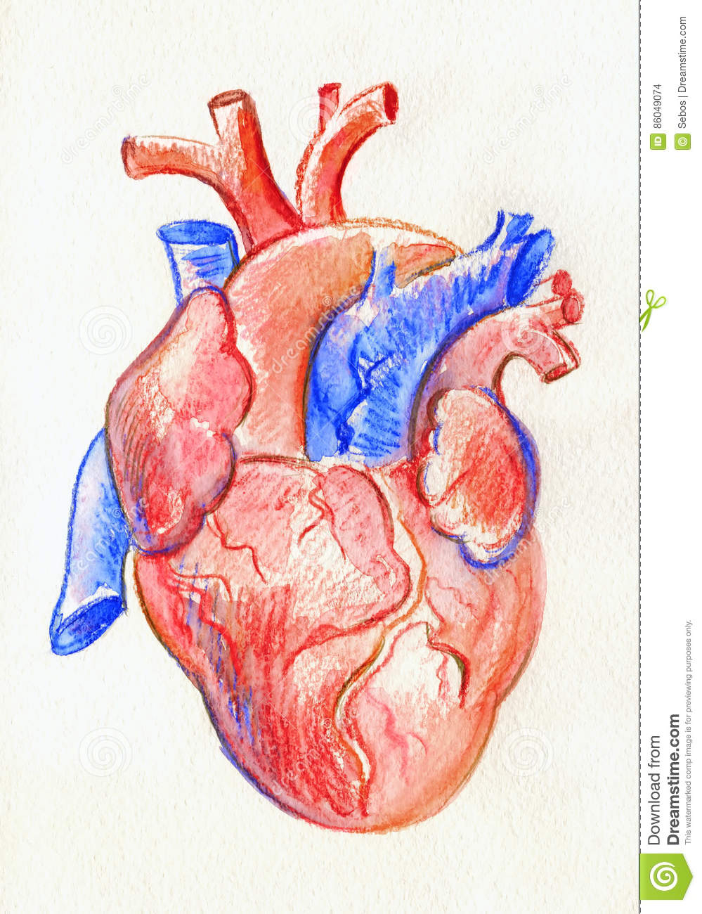 Human Heart Drawing Colored