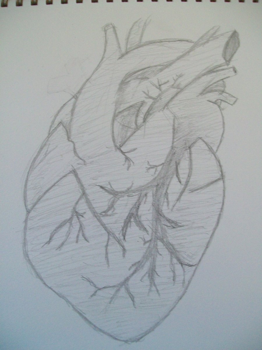 900x1200 Real Sketched Drawings Human Heart Sketch By Sushininjas