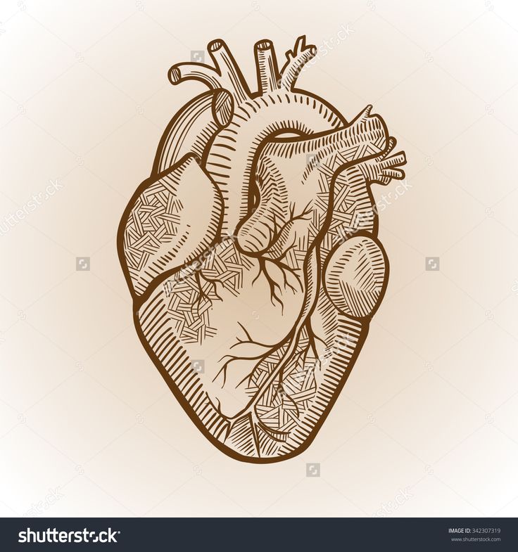 Human Heart Simple Drawing at GetDrawings | Free download