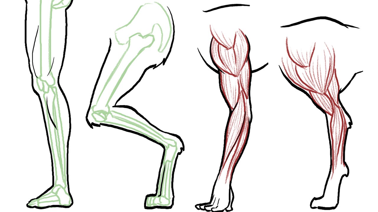 1280x720 How To Draw Animal Legs (Dogs, Cats, Horses, Bears Etc)