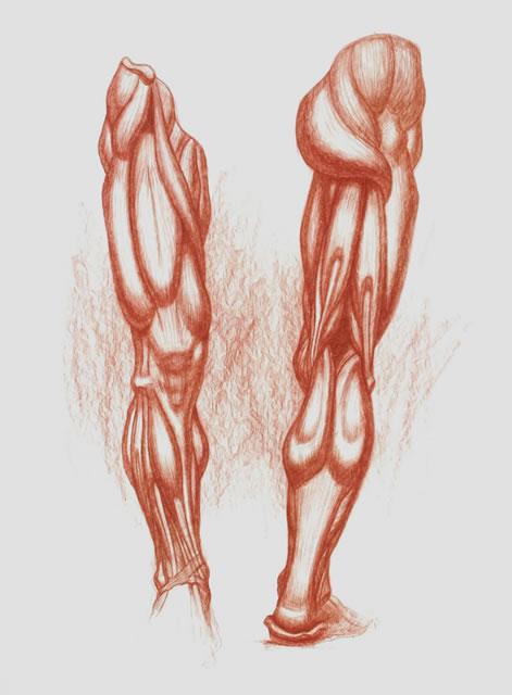 Human Leg Drawing at GetDrawings | Free download