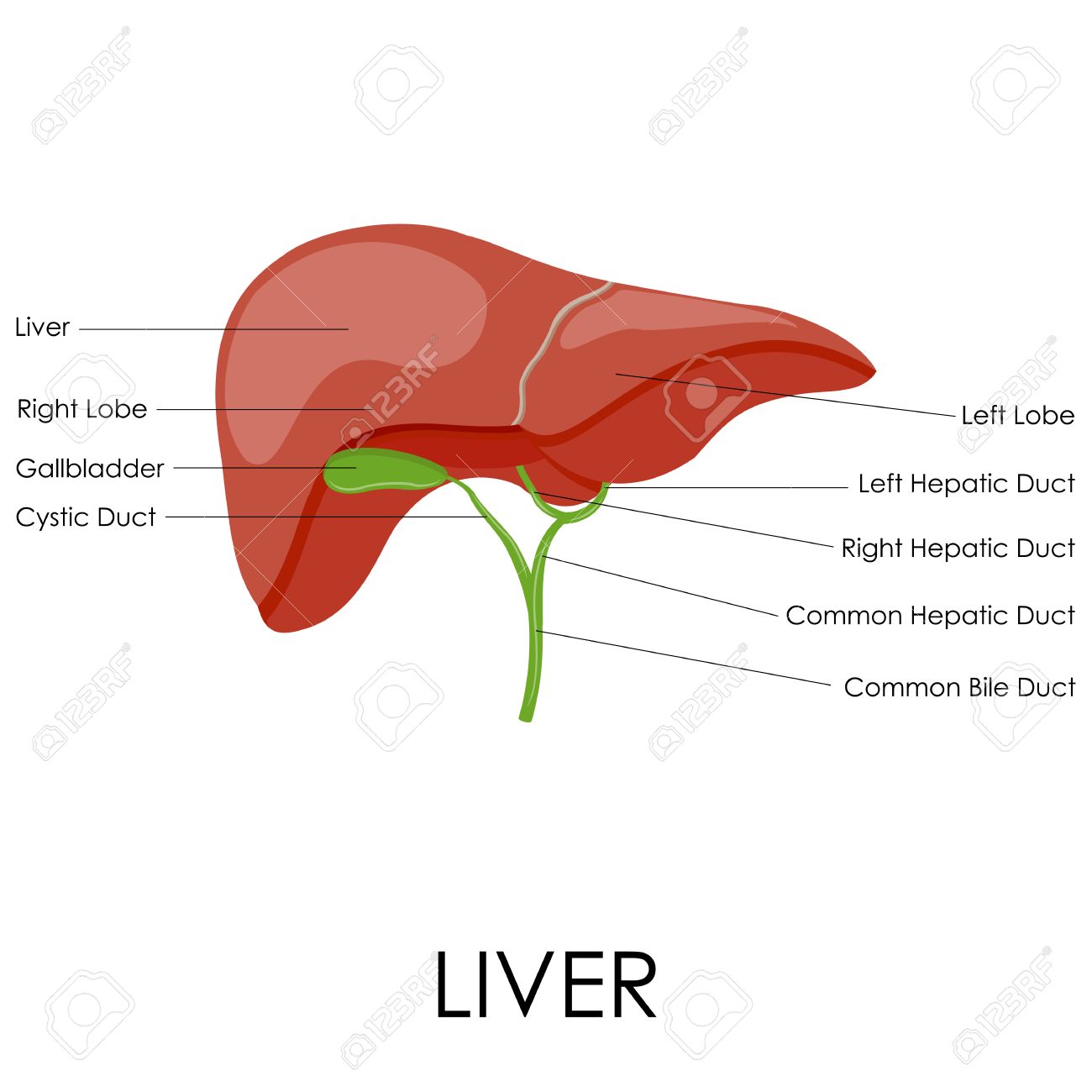 Human Liver Drawing at GetDrawings | Free download