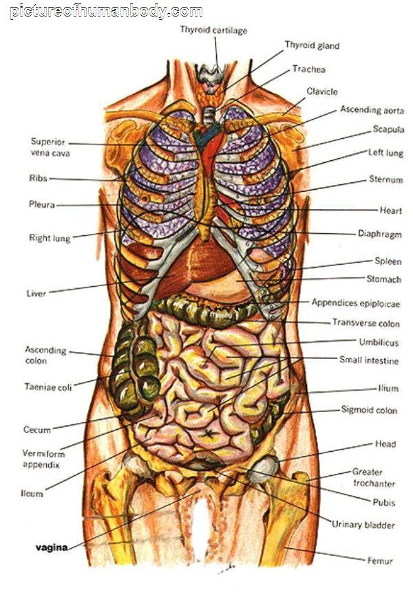 600x871 Diagram Of Human Body Organs Picture Of Body Organs Medical