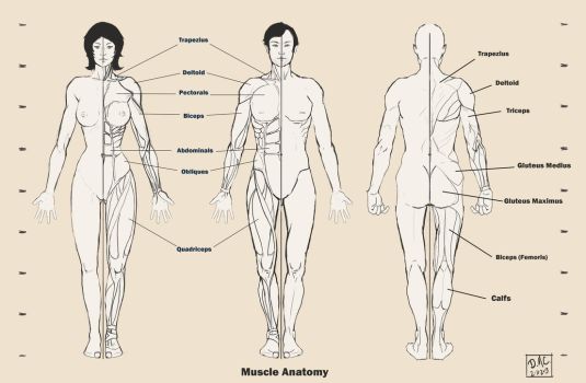 535x350 Human Anatomy Drawing