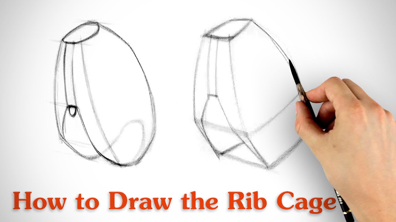 1280x720 How To Draw The Rib Cage