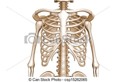 450x320 Human Body Rib Cage Stock Illustration