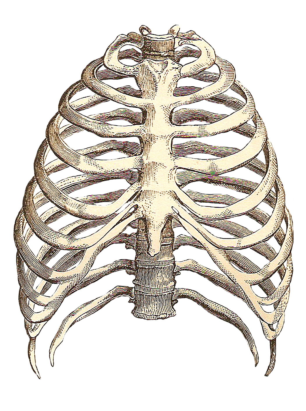 Human Anatomy Ribs Pictures - rib cage front | Anatomy study, Anatomy ...