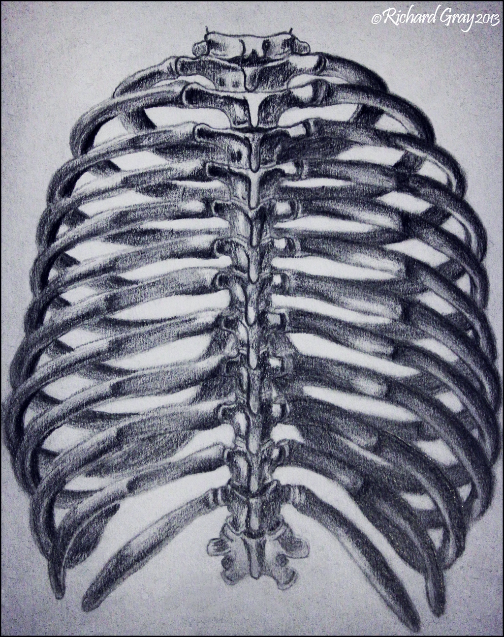 Скелет грудной клетки птицы. Грудная клетка. Скелет грудной клетки. Ребра человека. Скелет ребра.