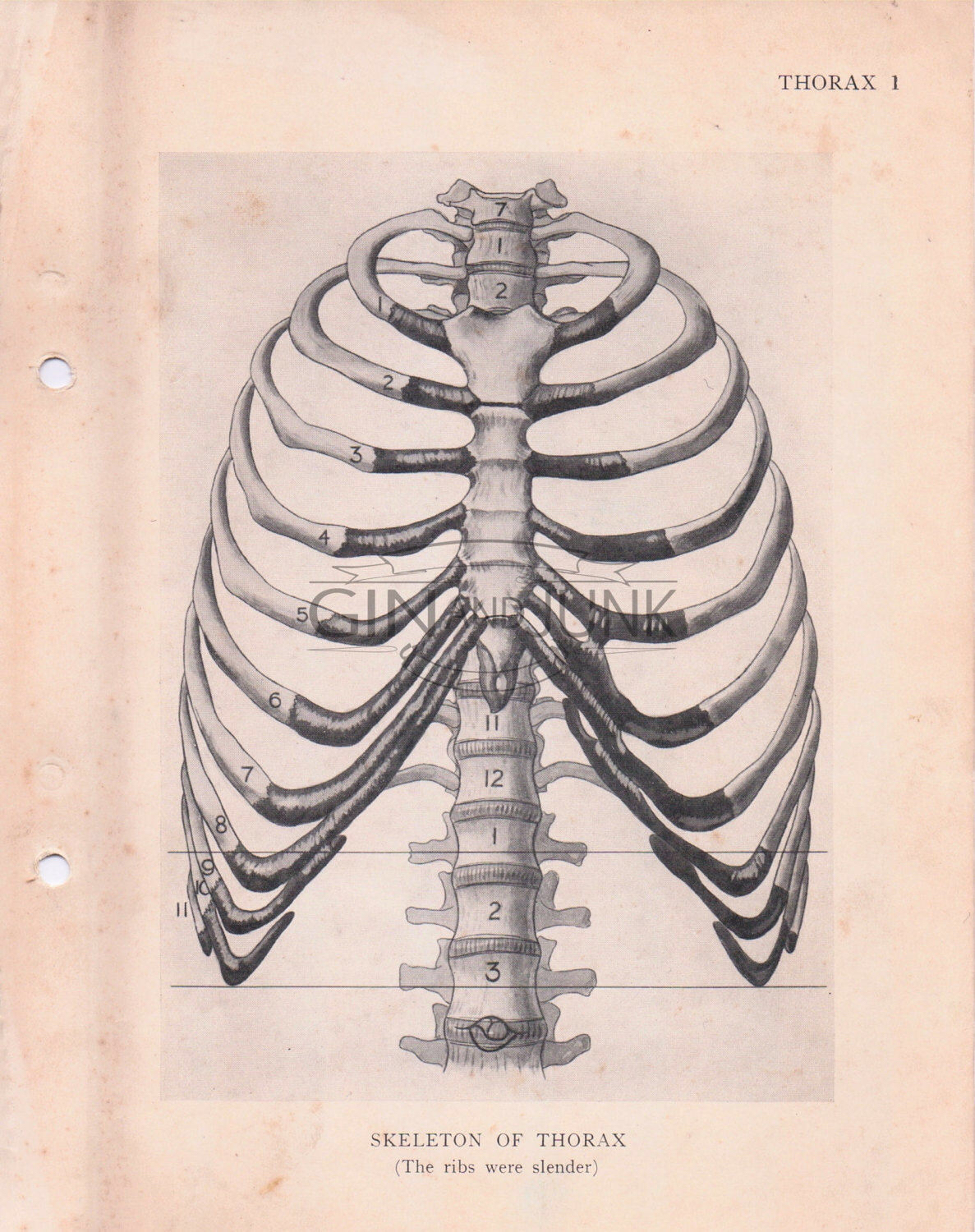 1187x1500 Vintage Medical Drawing