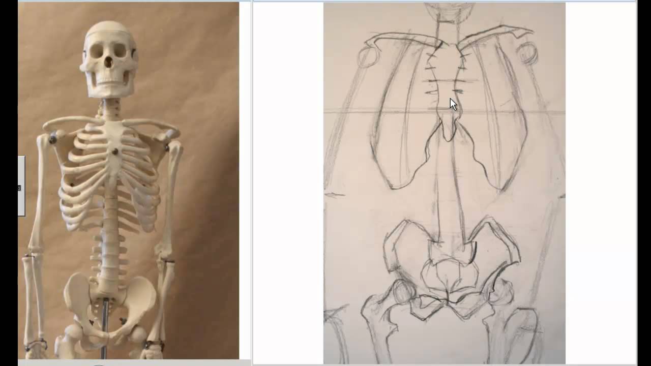 1280x720 Drawing The Skeleton Front View Preparation For Life Drawing
