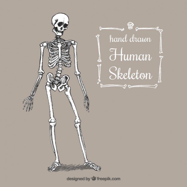 626x626 Hand Drawn Human Skeleton Vector Free Download