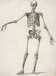 Human Skeleton Drawing at GetDrawings | Free download