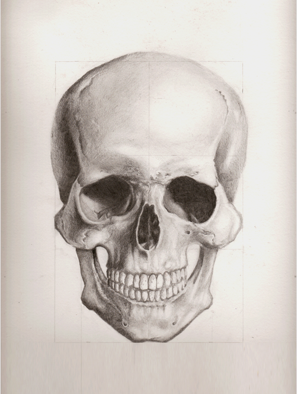 Human Skull Drawing at GetDrawings | Free download