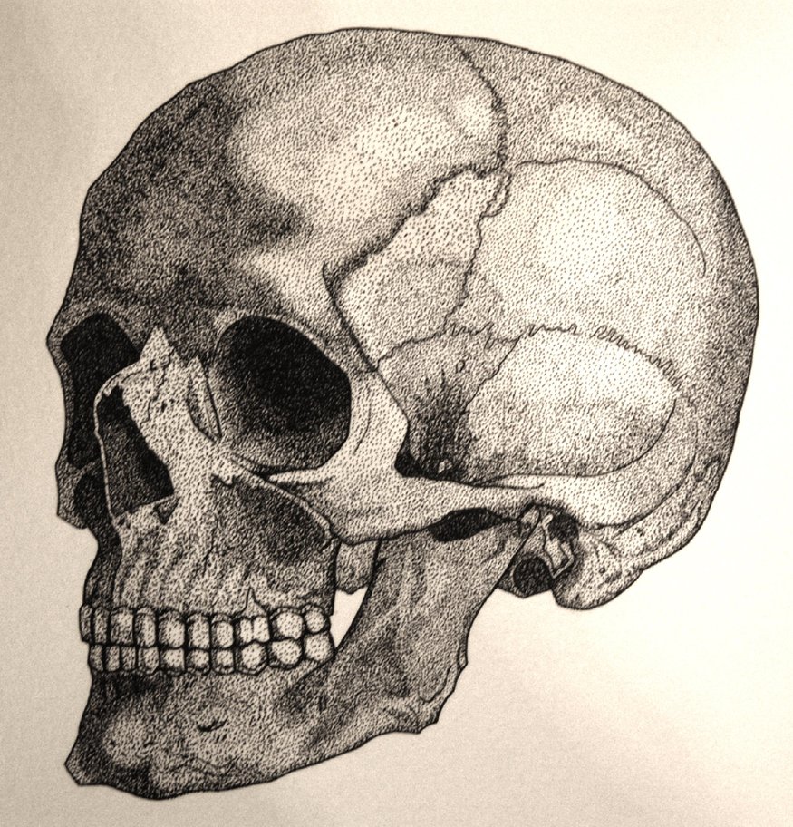 875x912 Pen And Ink Human Skull By Shintosun