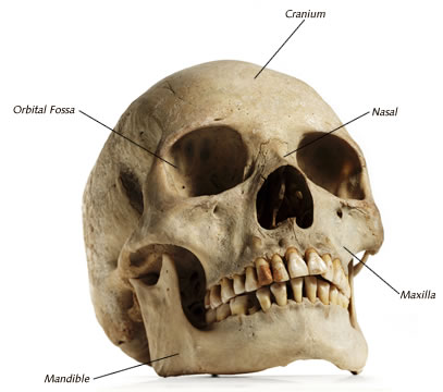 407x360 Skull Stories Human Skull, Anatomy And Concept Art