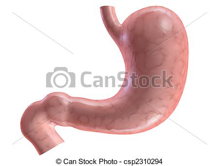 450x341 3d Rendered Anatomy Illustration Of A Human Stomach Drawing