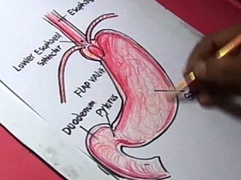 480x360 How To Draw Human Stomach Detail Drawing For Kids Step By Step