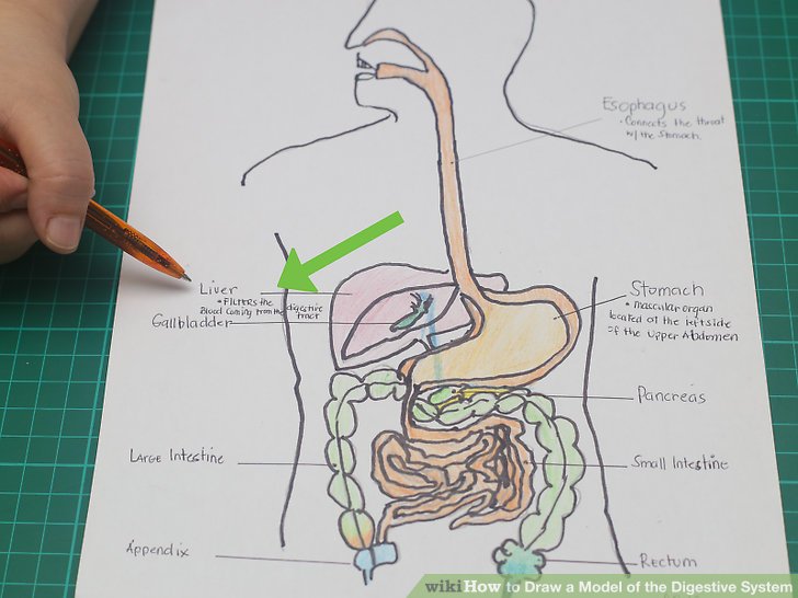 728x546 How To Draw A Model Of The Digestive System 15 Steps