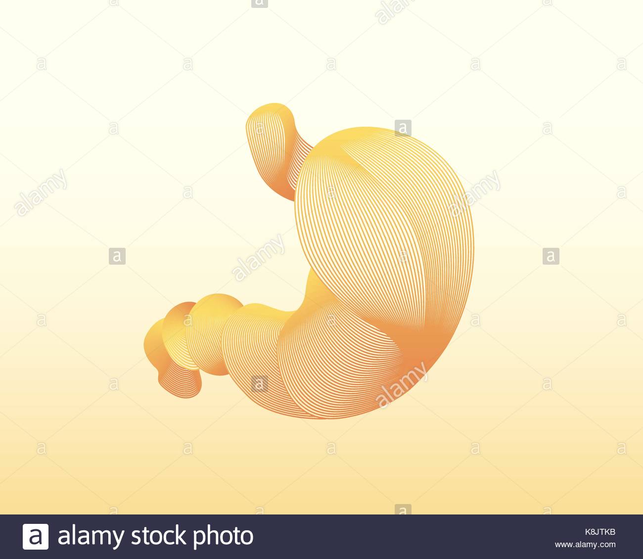 1300x1130 Linear Human Stomach. Vector Illustration. Colorful Drawing. Can