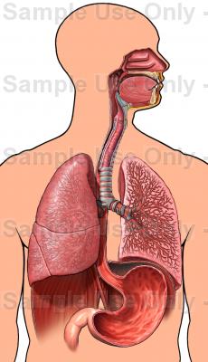 230x400 Male Torso With Respiratory System And Stomach, Anterior View