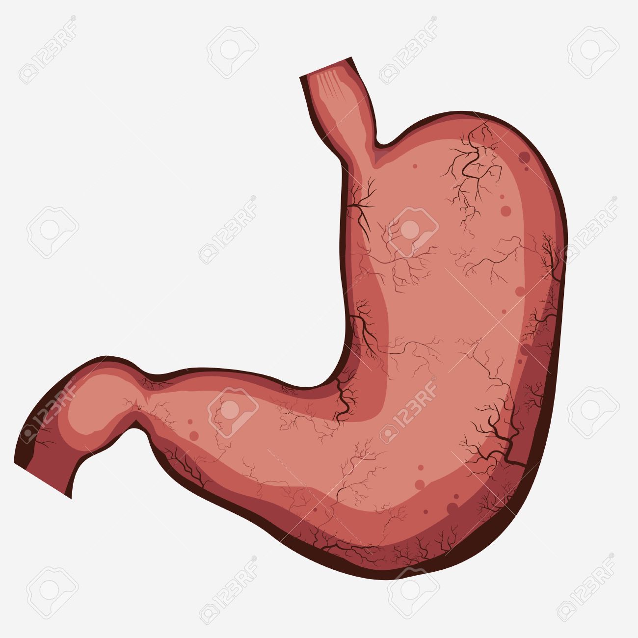 1300x1300 Stomach Vector Digestive Diagram Set, Human Anatomy Image. Illness