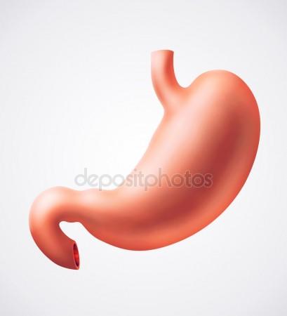 409x450 Stomach Anatomy Colorful Drawing On A White Background Stock