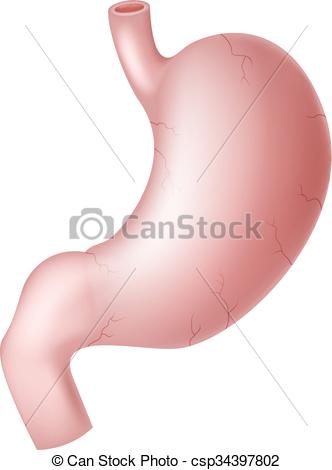 332x470 Vector Illustration Of Human Stomach Vector Clipart