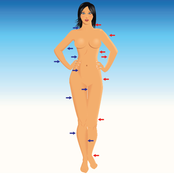 600x600 Modeling The Human Body In Adobe Illustrator