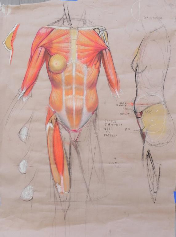 572x768 Drawing The Human Body 5 Tips For Drawing The Human Torso