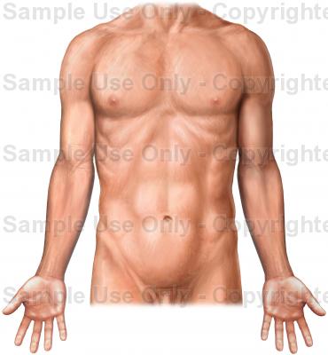 370x400 Male Torso And Arms, Anterior View