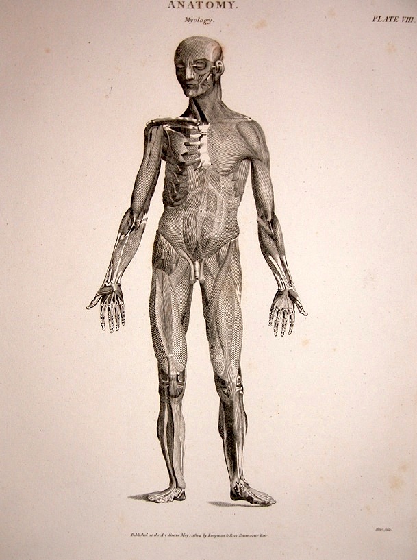 609x817 Figure Drawing How To Draw The Muscles Of The Human Body