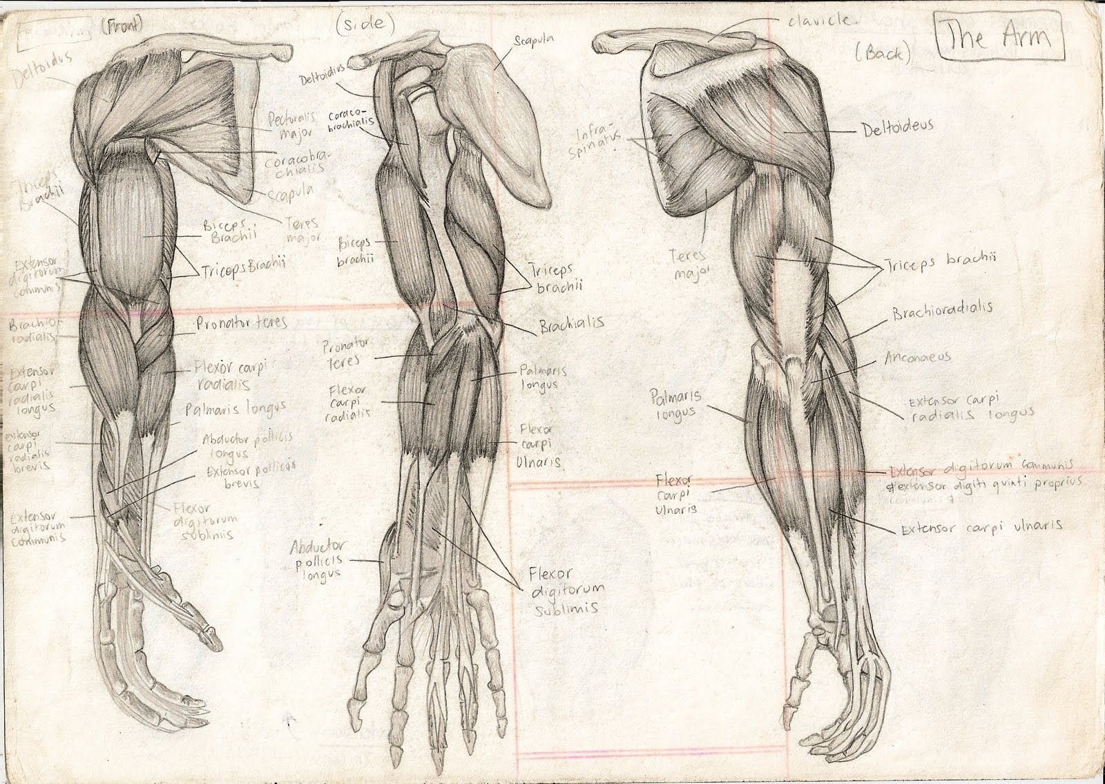 1600x1135 Human Body Muscles Anatomy With The Human Body These Drawings