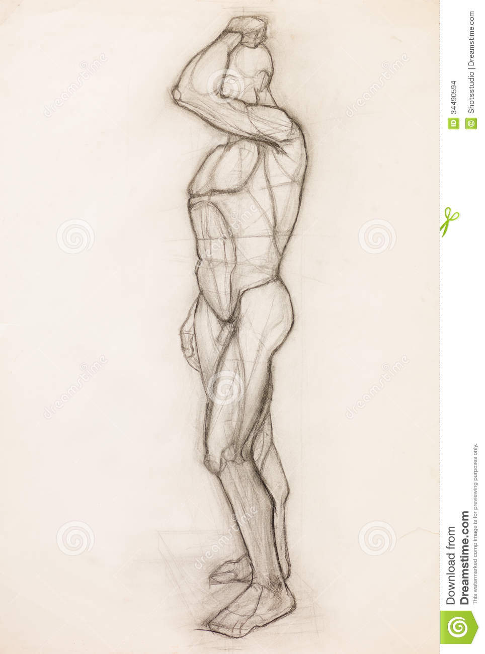 964x1300 Pencil Sketch Of Human Figure Human Body Anatomy Study Stock