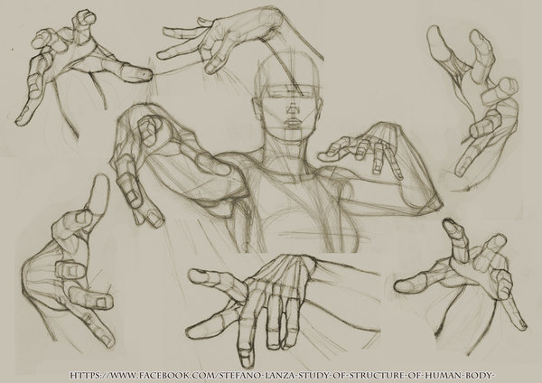 600x424 Study Of Structure Of Human Body