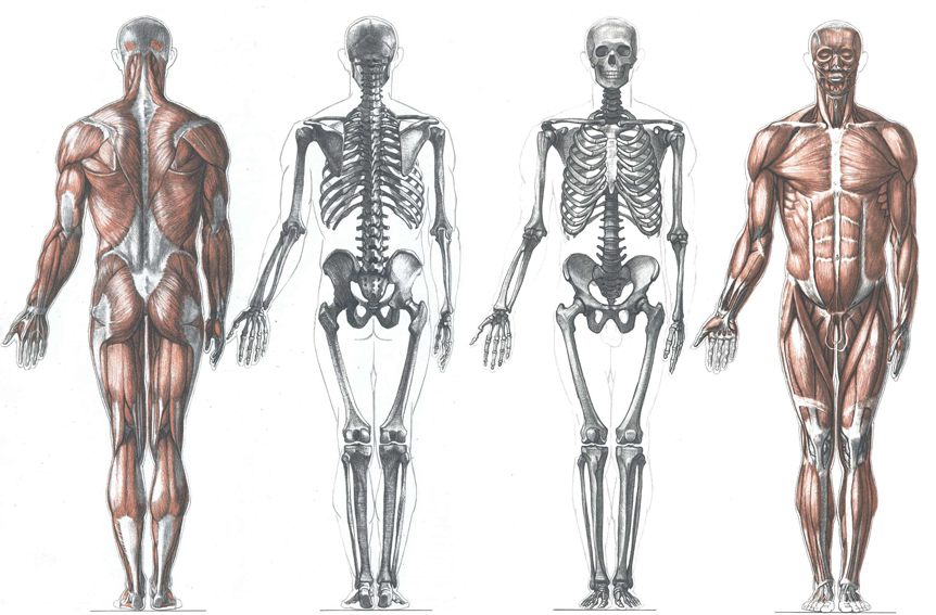862x567 Anatomy Drawings Of The Human Body Human Anatomy