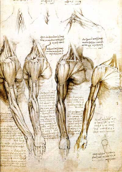 400x564 Anatomy Drawings The Human Body Importantly Anatomy Drawings
