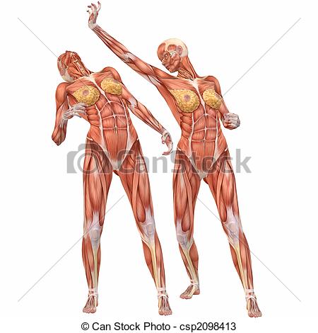 450x470 Human Body Anatomy Drawing Female Human Body Anatomy Street Fight