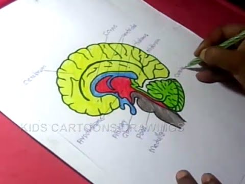 480x360 How To Draw Human Brain Anatomy Drawing For Kids
