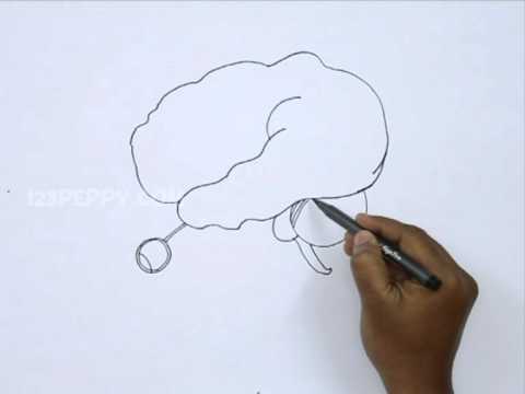 480x360 How To Draw A Human Brain