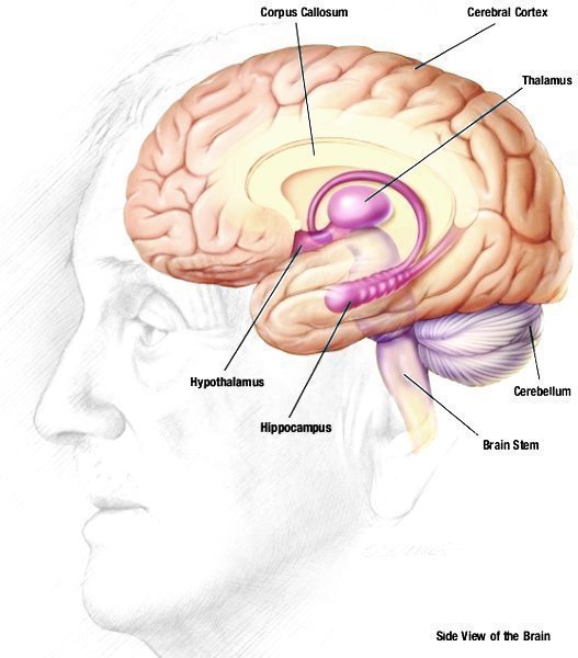 527x600 Human Brain Drawing