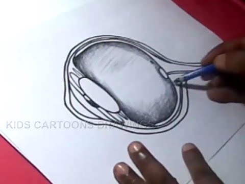 480x360 How To Draw Human Eye Anatomy Detailed Drawing For Kids